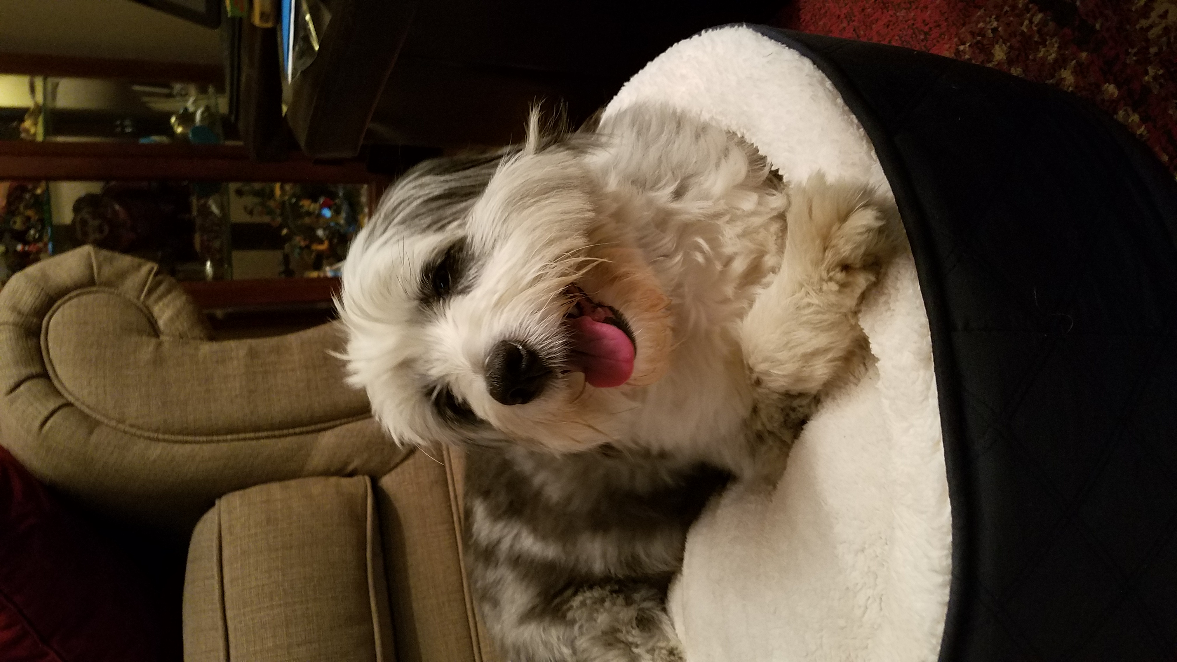 Zuma, our Bearded Collie